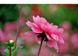 flower_1